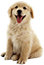Animais